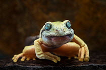 Tiger tree frog (Hyloscirtus tigrinus) froglet with tadpole like mouth, Captive, endemic to Ecuador.