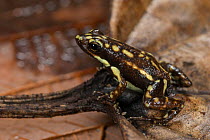 Poison arrow frog (Epipedobates darwinwallacei) occurs in Andes of Ecuador and Peru.