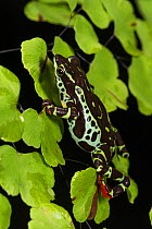 Harlequin frog (Atelopus spumarius) captive, occurs in Amazon Basin. Vulnerable species.