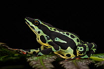 Harlequin frog (Atelopus spumarius) captive, occurs in Amazon Basin, Vulnerable species.