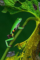 Agua Rica leaf frog (Phyllomedusa ecuatoriana) captive, endemic to Agua Rica, Ecuador. Endangered species.