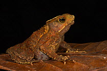 South American common toad (Rhinella margaritifera) captive, occurs South America.