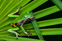 Agua Rica leaf frog (Phyllomedusa ecuatoriana) captive, endemic to Agua Rica, Ecuador. Endangered species.