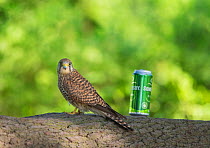 Common kestrel (Falco tinnunculus) female perched on tree branch, next to can of cider, illustrating it's small size. Hampstead Heath, London, England, UK. June.