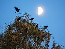 Carrion crows (Corvus corone) with moon, Hampstead Heath, London, England, November.