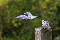 Common tern (Sterna hirundo) pair mating, aggressively calling at another bird, Hampstead Heath, London, England, UK. August.