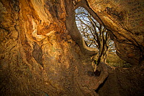 Wild service tree (Sorbus torminalis) taken inside a hollowed out Beech Tree (Fagus sylvatica) Hampstead Heath, London, England, UK. March.