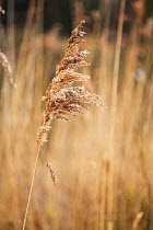 Phragmites reeds (Phragmites australis) seedhead, Hampstead Heath, London, England, UK. March.