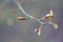Hornbeam tree buds (Carpinus betulus) Hampstead Heath, London, England, UK. March.