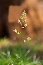 Cocksfoot grass (Dactylis glomerata) Hampstead Heath, London, England, UK. March.
