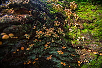 Sulphur tuft mushroom (Hypholoma fasciculare), Hampstead Heath, England, UK. September.