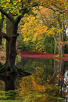 English oak tree (Quercus robur) and Copper beech tree (Fagus purpurea) reflected in water in autumn, Sandy Heath Hampstead Heath, London, England, UK. November.