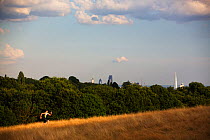 Runner sprinting up a hill in Cohen's Fields Hampstead Heath, London, England, UK. August 2014.