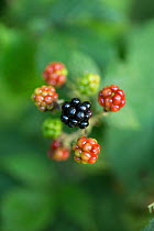Blackberry fruit (Rubus fruticosus) Hampstead Heath, London, England, UK. August.