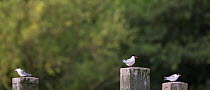 Common tern (Sterna hirundo) group of three perched on posts, Hampstead Heath, London, England, UK. August.