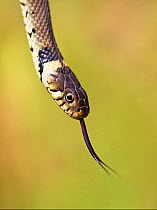 Grass snake (Natrix natrix) flicking tongue, Hampstead Heath, London, England, UK, August.