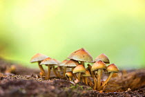 Sulphur tuft mushroom (Hypholoma fasciculare), Hampstead Heath, England, UK.
