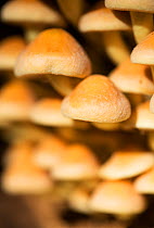 Sulphur tuft mushrooms (Hypholoma fasciculare), Hampstead Heath, England, UK. September.
