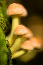Sulphur tuft mushrooms (Hypholoma fasciculare) soft focus, Hampstead Heath, England, UK. September.