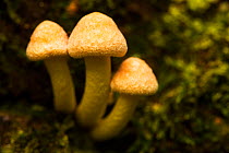 Sulphur tuft mushrooms (Hypholoma fasciculare), Hampstead Heath, England, UK. September.