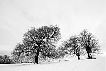 English oak tree (Quercus robur) and Beech trees (fagus sylvatica) in winter landscape, Hampstead Heath, London, England, UK. January.