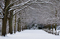 Avenue of trees in snow with benches, Kenwood Estate, Hampstead Heath, London, England, January 2013.