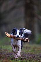 Black and white border collie with stick, Hampstead Heath, England, UK, March.