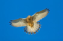 Kestrel (Falco tinnunculus) female hovering, Hampstead Heath, England, UK.