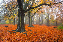 Beech tree (Fagus sylvatica) woodland in autumn, Hampstead Heath, England, UK. November.