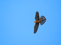 Kestrel (Falco tinnunculus) in flight against blue sky, Hampstead Heath, England, UK, October.