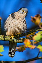 Kestrel (Falco tinnunculus) male, Hampstead Heath, England, UK. October.