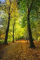 'Lime Avenue' a famous row of Lime trees (Tilia Sp) Hampstead Heath, London, England, UK. October 2014.