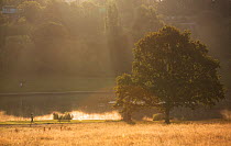 Runner in Hampstead Heath landscape with sun rays, London, England, UK, August 2014.