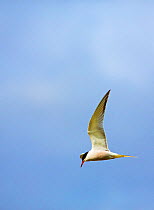 Common tern (Sterna hirundo) in flight, Hampstead Heath, England, UK, May.