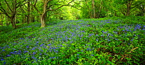 Bluebells (Endymion nonscriptus) in flower, Hampstead Heath, England, UK. May 2013.