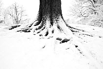 English oak tree (Quercus robur) trunk in winter, Hampstead Heath, London, February.