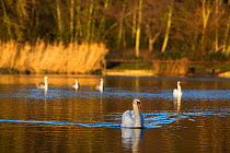 Mute swans (Cygnus olor) Highgate Ponds, Hampstead Heath, London, England, UK. January.