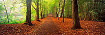 Avenue of autumnal trees, Hampstead Heath, London, England, UK.