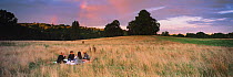 Group of people having a picnic on Hampstead Heath, London, England, UK.