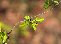 Hawthorn tree leaves (Crataegus laevigata) Hampstead Heath, London, England, UK, March.