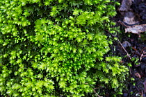 Swan's neck thyme moss (Mnium hornum) Hampstead Heath, London, England, UK. March.