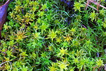 Spagnum Moss (Sphagnum Sp.) Hampstead Heath, London, England, UK. March.