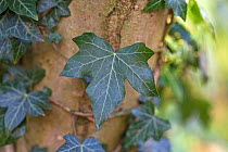 Ivy (Hedera helix) leaves, Hampstead Heath, London, England, UK. February.
