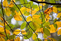 Hornbeam leaves in autumn (Carpinus betulus) Hampstead Heath, London, England, UK. November.