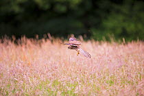 Common kestrel (Falco tinnunculus) female hunting over Cohen's fields Hampstead Heath, London, England, UK. June.
