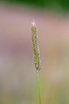 Meadow foxtail / Foxtail grass (Alopecurus pratensis) Hampstead Heath, London, England, UK. June.