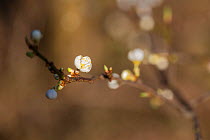 Blackthorn (Prunus spinosa) close up of blossom, Hampstead Heath, London, England, UK, February.