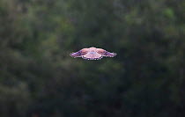 Kestrel (Falco tinnunculus) in flight, rear view, Hampstead Heath, London, England, UK, August.