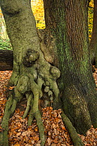 Beech tree (Fagus sylvatica) and Oak tree (Quercus robur) growing so close together the trunks have joined, a phenomenon known as inoscualtion, Hampstead Heath, London, England, UK. November.