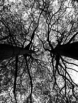 Beech tree (Fagus sylvatica) canopy of ancient trees, Hampstead Heath, London, England, UK. November.